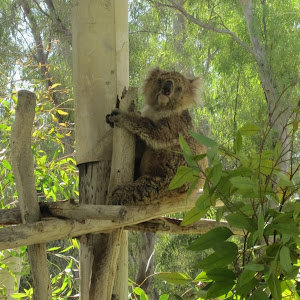תמונת משתמש