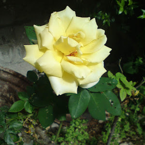 תמונת משתמש