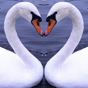 תמונת משתמש