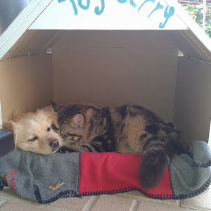 תמונת משתמש