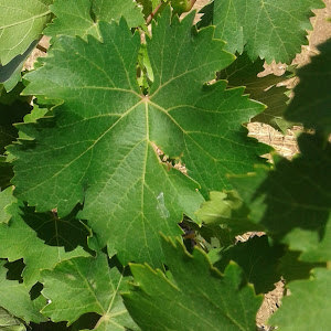 תמונת משתמש