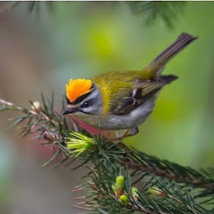 תמונת משתמש