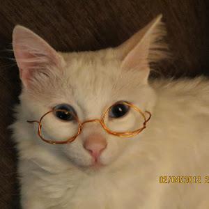 תמונת משתמש