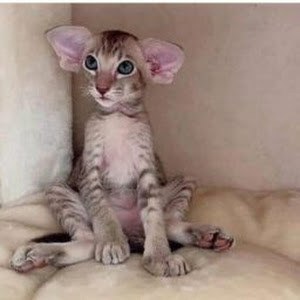 תמונת משתמש