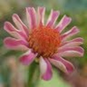 תמונת משתמש