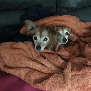 תמונת משתמש