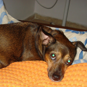 תמונת משתמש