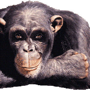 תמונת משתמש