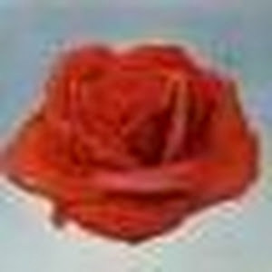 aviviris - תמונה