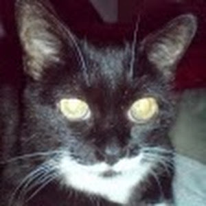 תמונת משתמש