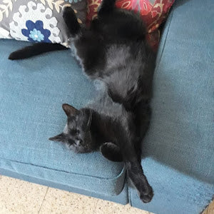 תמונת משתמש