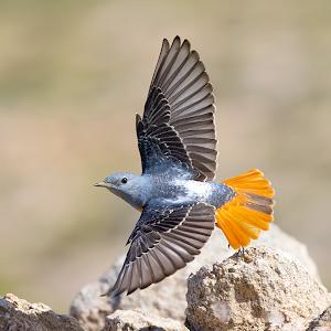 תמונת משתמש
