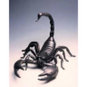 תמונת משתמש