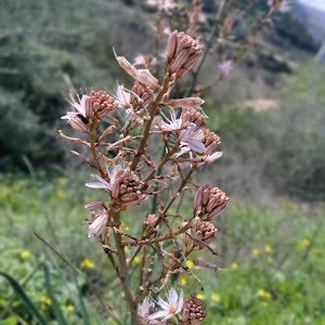 תמונת משתמש