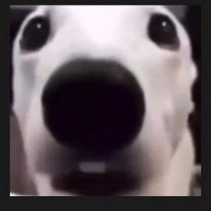 תמונת משתמש