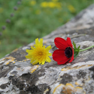 תמונת משתמש