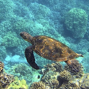 ‫ויקי - תמונה