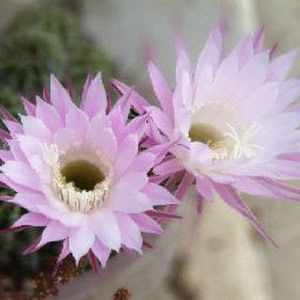 תמונת משתמש