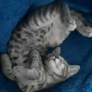 תמונת משתמש