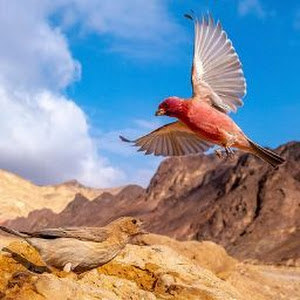 תמונת משתמש