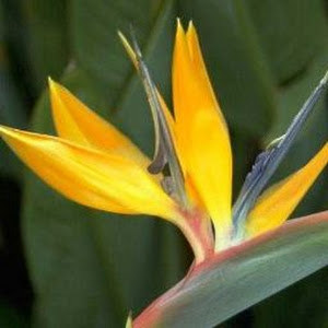 יוסף לוי photo