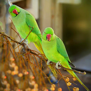 תמונת משתמש