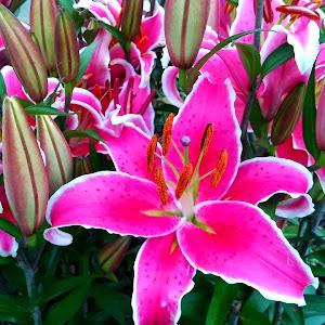 תמונת משתמש