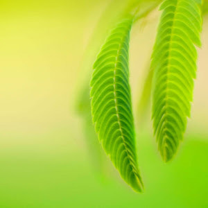 תמונת משתמש