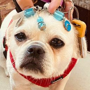 תמונת משתמש