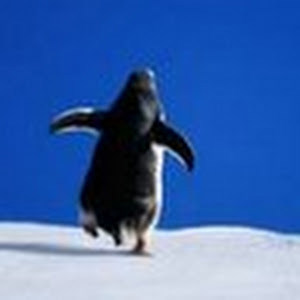 תמונת משתמש