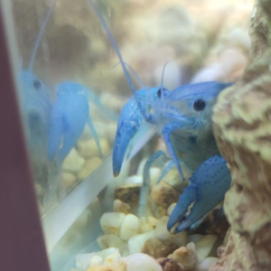 תמונת משתמש