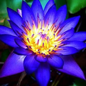LOTUS