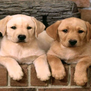 תמונת משתמש