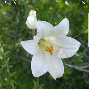 ronit.sofer65 - תמונה