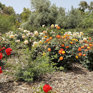 תמונת משתמש