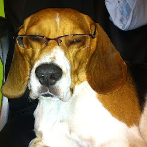 sigal.leibovitz - תמונה