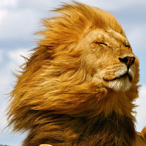 תמונת משתמש