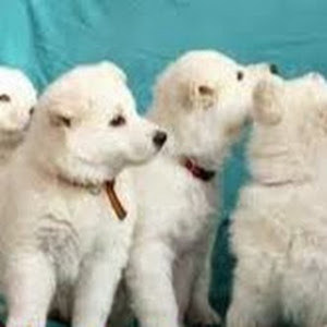 תמונת משתמש