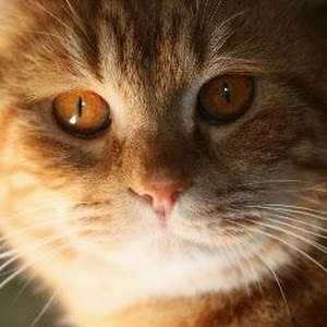 תמונת משתמש