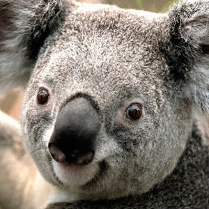 תמונת משתמש