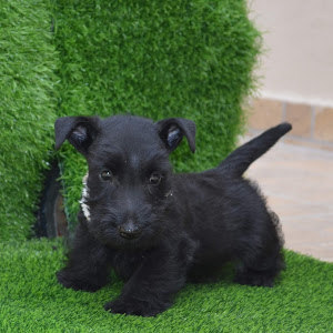 תמונת משתמש