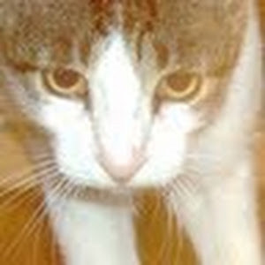 תמונת משתמש