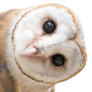 תמונה - tinshemet207 תמונה - tinshemet207