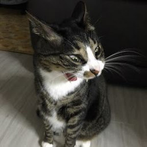 תמונת משתמש