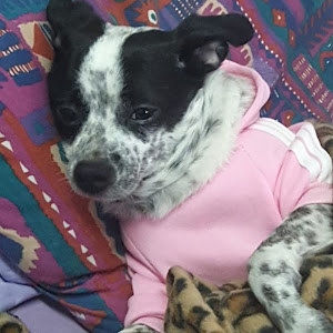 תמונת משתמש