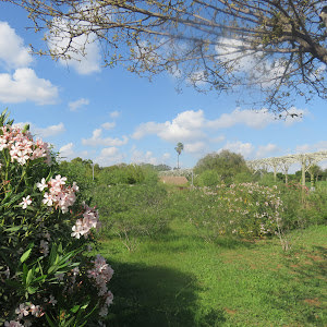 תמונת משתמש