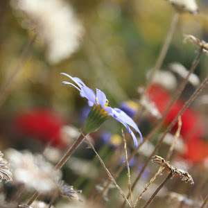תמונת משתמש