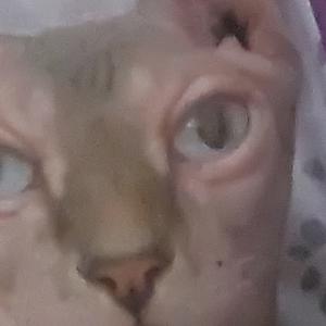 תמונה - gabigoblin666 תמונה - gabigoblin666