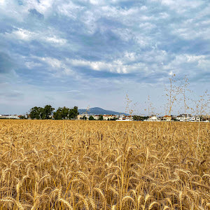 תמונת משתמש