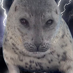 tortecatlol